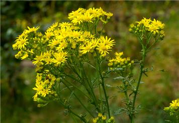 Ragwort spotted on the Trailway and reported